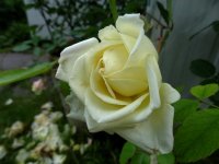 madame-joseph-schwarz