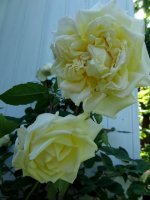madame-joseph-schwarz3