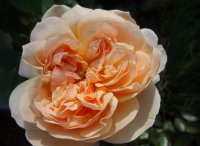 vitalrose-climbing-champagne2_0
