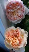 vitalrose-climbing-champagne3_0