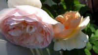 vitalrose-climbing-champagne_0
