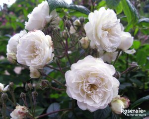 perle_des_neiges_fdec_4-3