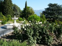 livadia-roza_0