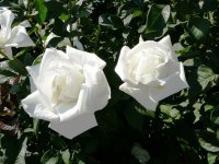 rose_livadia