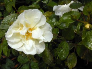belmont_yellow_polyantha