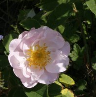 onerva