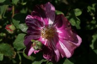 roserai-de-commer
