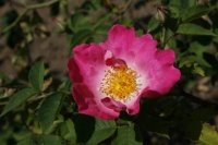 velutinaeflora