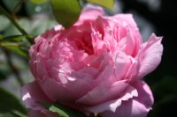 alan-titchmarsh-4