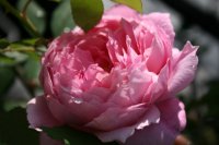 alan-titchmarsh