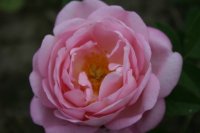 anna-scharsach-3