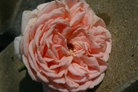 antico-amore-1