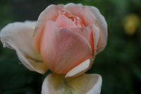 antico-amore-a