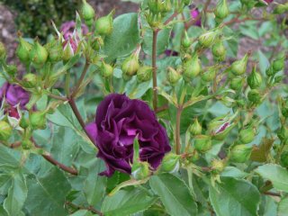midnight-blue-1.jpg