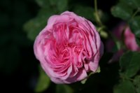 delambre