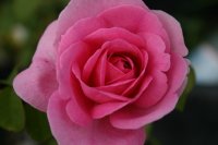 gertrude-jekyll4
