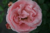 giardina-1