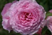 james-galway5