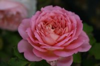 jubilee-celebration1