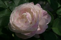 madelaine-de-vauzelles-1