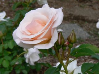 pretty-lady-1.jpg