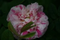 oeillet-parfait-1