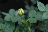 old-yellow-scotch