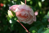 paul-transon-1
