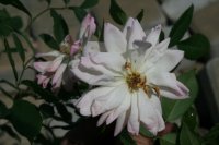 phylis-bide-1