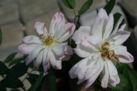 phylis-bide-3