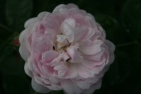 pompon-blanc-parfait