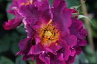 princesse-sibilla-de-luxemborg-1