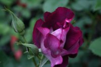 princesse-sibille-de-luxemborough-1