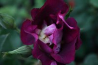 princesse-sibille-de-luxemborough-2