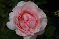 roberto-capucci8