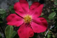rose-of-picardy-1