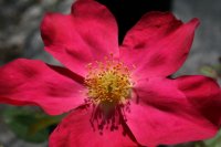 rose-of-picardy