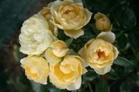 sweet-memories-3