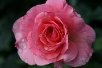 tickled-pink-2