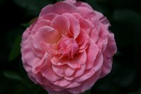 tickled-pink-aa-1