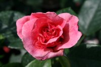 tickled-pink