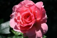 tickled-pink2-1