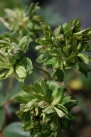 viridiflora