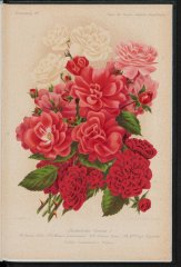 jeanne-darc-maman-levavasseur-mme-taft