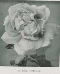la-tosca