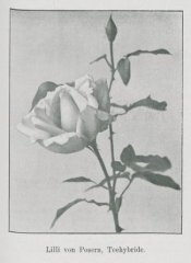 lili-von-posern