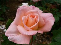 summer-dream-1.jpg