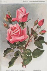 madame-maurice-de-luze