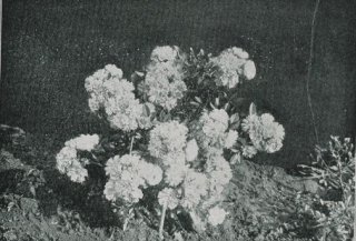 susanna-jpg-kwiat