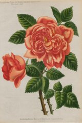 archiduchesse-maria-immaculata